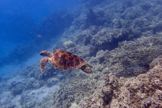 Guam's Best Beach Diving! Beginner and Advanced Dives - Is $90 a fair price?