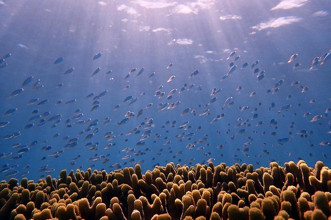 Guam's Private 5 Star Guided Snorkeling Tour! - Beach time beyond the water
