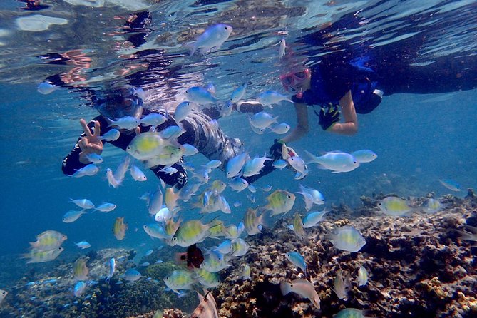 Guam's Private 5 Star Guided Snorkeling Tour! - Practical details before you reserve