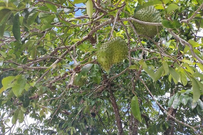 Guided Excursion in 4x4 in Moorea between Land and Sea - Moorea Tropical Garden is the day’s food and culture stop