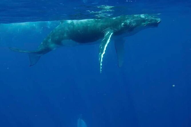 Guided Small Group Whale Watching and Swim Tour Tahiti - Why the six-person boat makes a difference