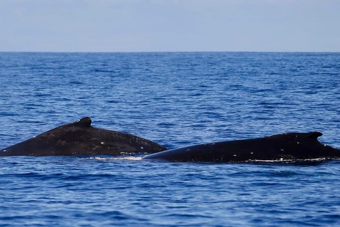 Guided Small Group Whale Watching and Swim Tour Tahiti - The boat, gear, and comfort on open water