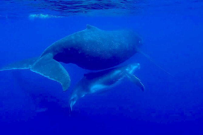 Guided Small Group Whale Watching and Swim Tour Tahiti - Searching for humpback whales from July through November