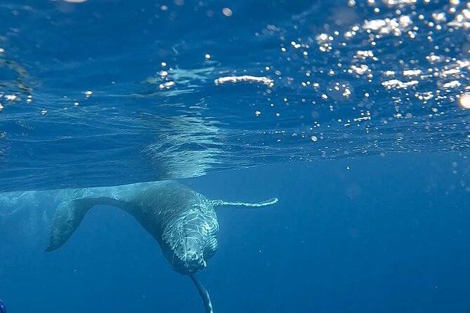 Guided Small Group Whale Watching and Swim Tour Tahiti - What the whale swim is really like