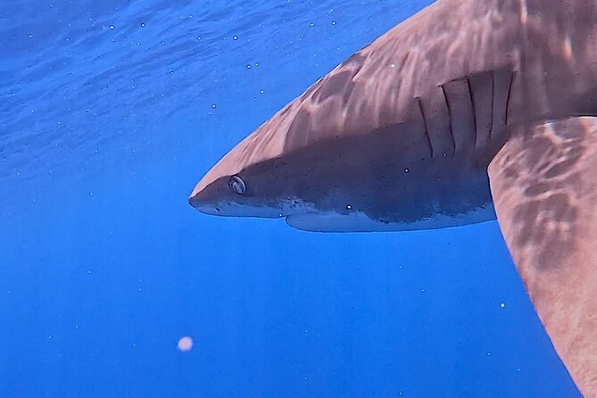 Guided Small Group Whale Watching and Swim Tour Tahiti - Lagoon stops when whales do not cooperate