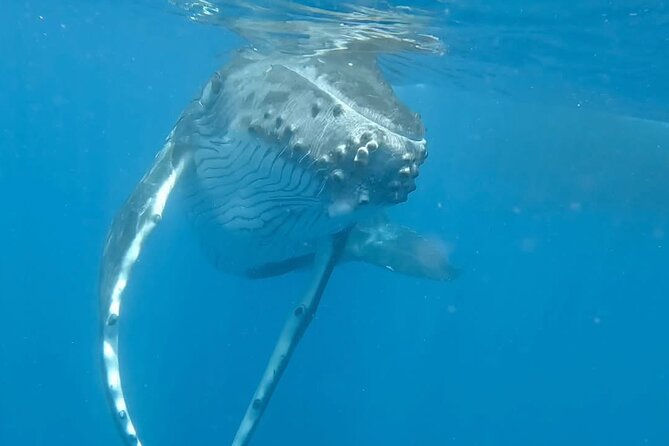 Guided Small Group Whale Watching and Swim Tour Tahiti - Meeting at Papeete Marina at 8:00 a.m.