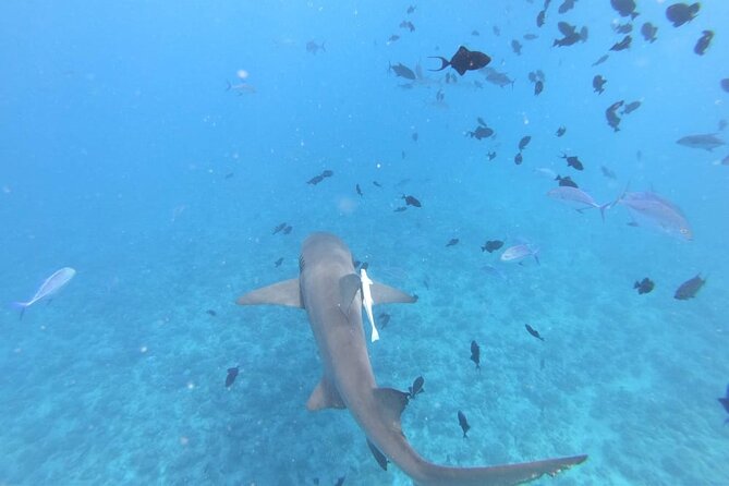 Half a day to discover Bora Bora with O-sea - Swimming With Stingrays in the Lagoon