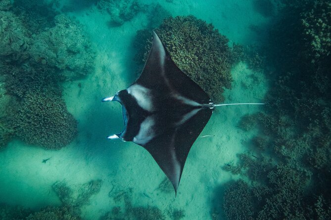 Half day Eco Snorkeling small group Tour in Bora Bora - The first snorkel: clear, shallow water