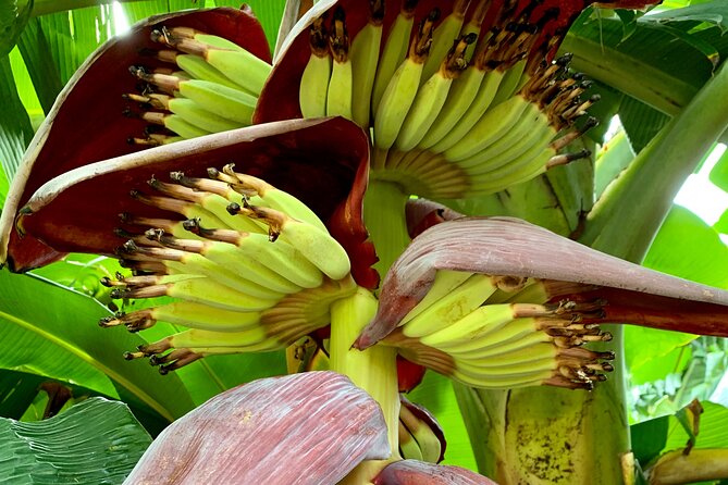 Half-Day Guided Hike to Afareaitu Waterfall - The garden tasting is more than a snack