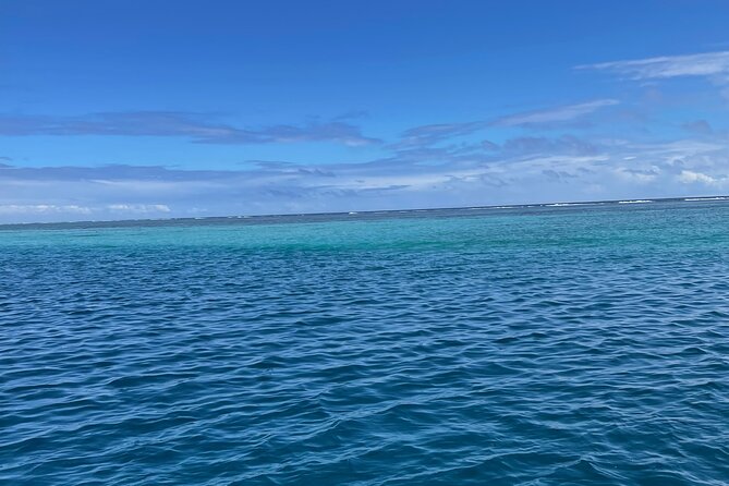 Half-Day Humpback Whales Encounter in Moorea - What the whale encounter can look like