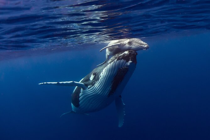 Half-Day Humpback Whales Encounter in Moorea - The first briefing sets the tone