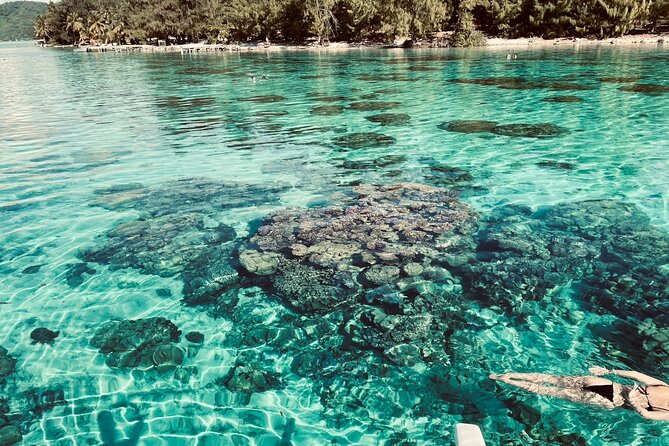 Half day lagoon safari tour in Bora Bora- Shared tour - Swimming with sharks and rays in shallow water