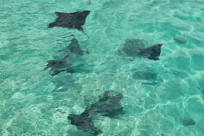 Half Day Private Boat Snorkeling Excursion Moorea - Turtle watching at Tiahura