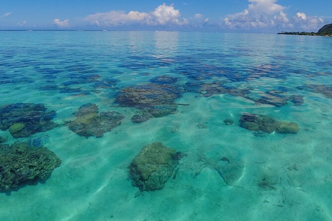 Half Day Private Boat Snorkeling Excursion Moorea - The shark and ray site near Motu Tiahura