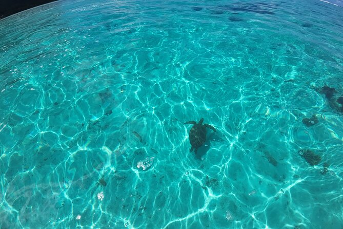 Half Day Private Boat Snorkeling Excursion Moorea - Coral gardens and the underwater tiki