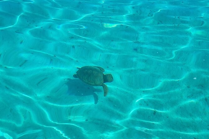 Half Day Private Boat Snorkeling Excursion Moorea - Dolphins, if Moorea gives you the chance