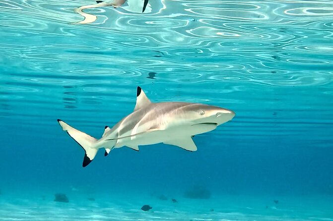 Half Day / Private Lagoon Adventure in Mo'orea - Snorkeling the coral garden