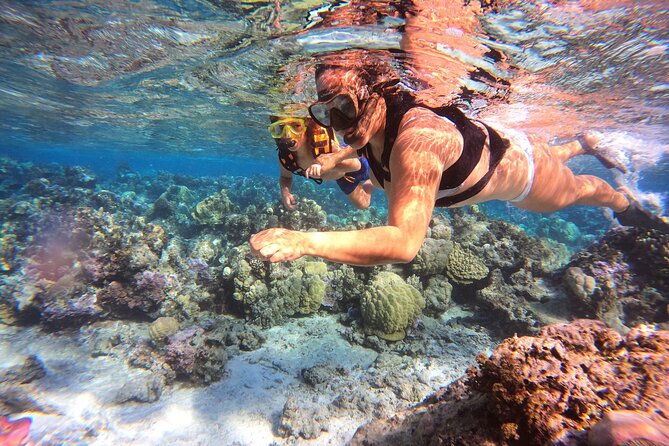 Half Day / Private Lagoon Adventure in Mo'orea - The chance to see turtles, dolphins, and eagle rays