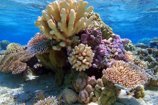 Half Day Private Lagoon Snorkeling Experience - Timing, gear, and family planning