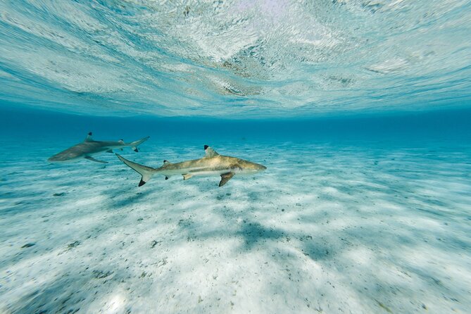 Half-Day Private Luxury Tour from Bora Bora - What the private format is really worth