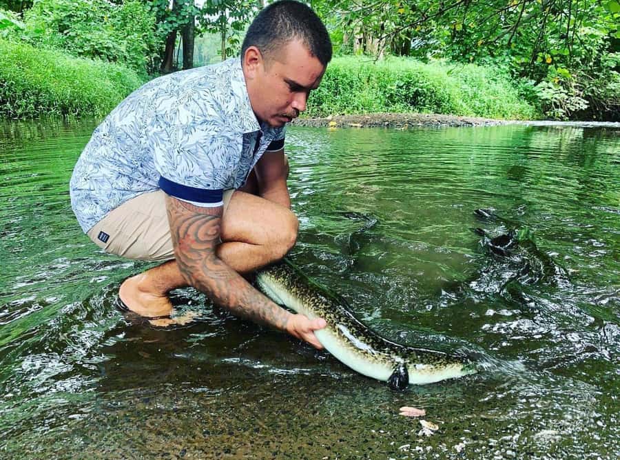 Half day Private tour of Moorea Safari Albert Pick up hotel - Opunohu River, river eels, and a marae