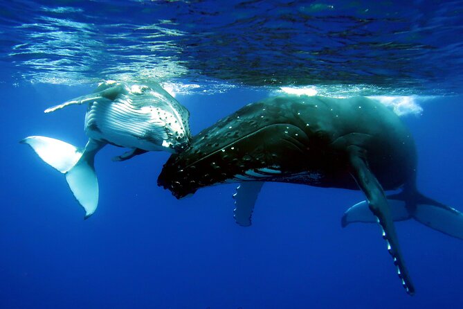 Half Day Private Whale Watching in Moorea - Four private hours on Moorea’s whale grounds