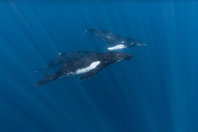 Half Day Private Whale Watching in Moorea - Whale watching with firm distance rules