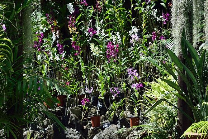 Half Day Sightseeing - Wonders of Nadi Tour - Key points to know before you book