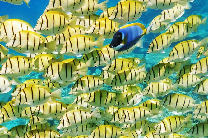 Half-Day Small-Group Cruise in Bora Bora with Snorkelling - What makes this half-day trip worth considering