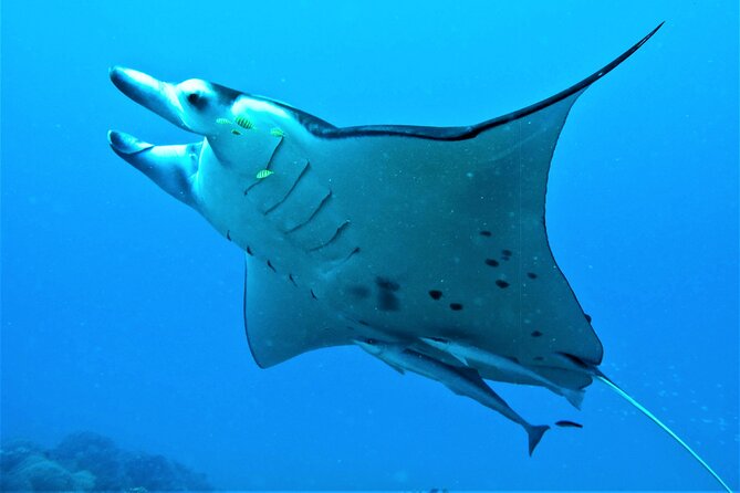 Half-Day Small-Group Cruise in Bora Bora with Snorkelling - How much value do you get for $142.50?