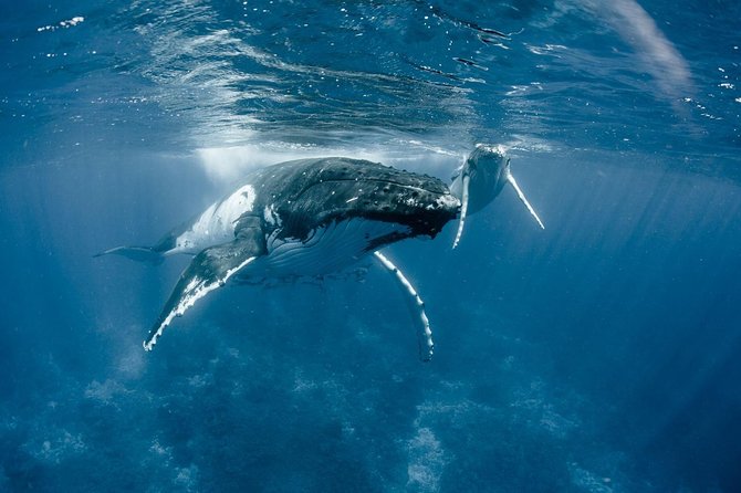 Half-Day Small-Group Cruise in Bora Bora with Snorkelling - Booking details to keep in mind