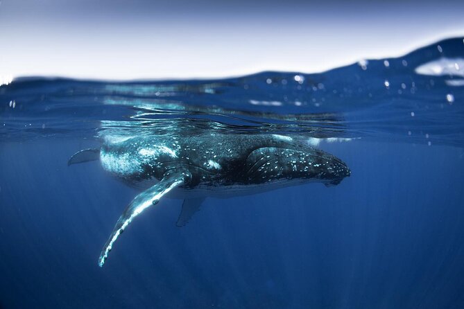 Half Day Small Group Whale Watching - Why six people makes a real difference