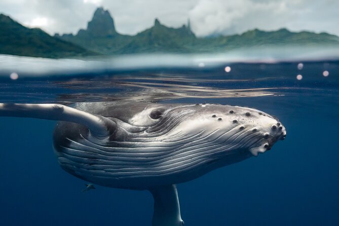 Half Day Small Group Whale Watching - Humpback season from August through November
