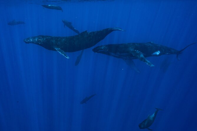 Half Day Small Group Whale Watching - What else you may see in Moorea’s water