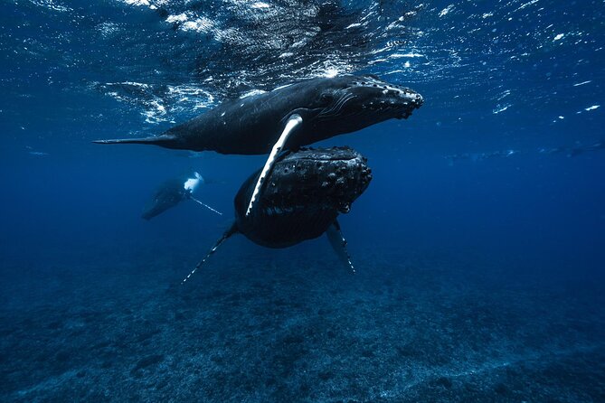Half Day Small Group Whale Watching - Starting at Coco Beach in Moorea
