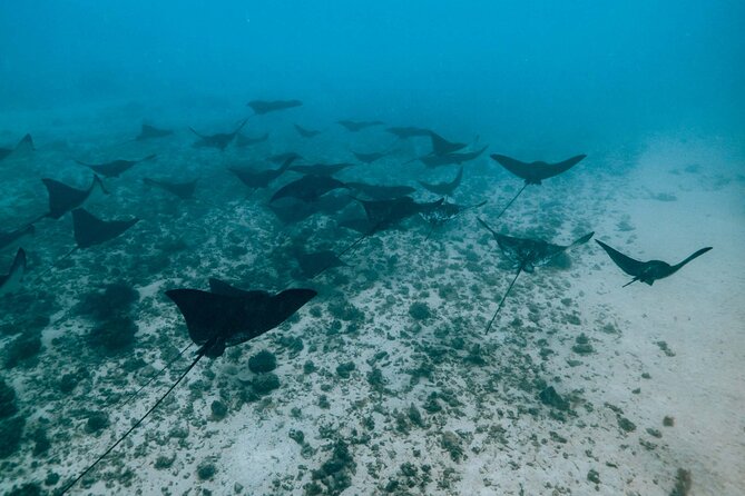 Half Day Snorkeling in Moorea - Drift snorkeling through coral and turtle habitat