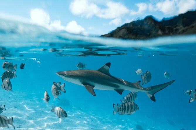 Half Day Snorkeling in Moorea - Coral gardens and Moorea’s underwater color