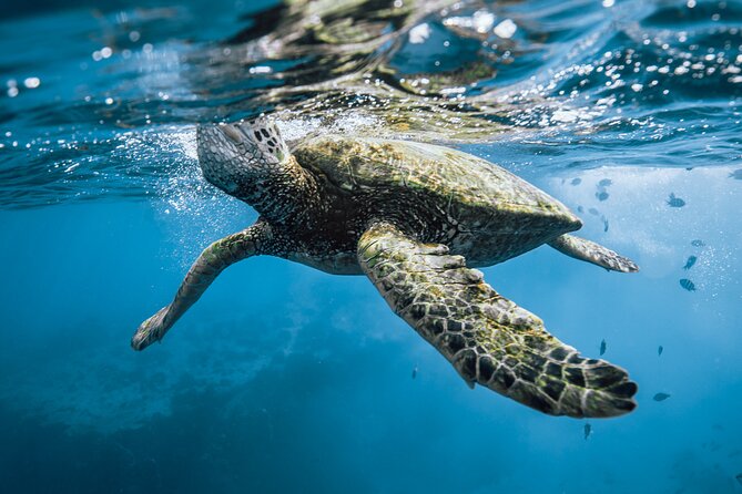 Half Day Snorkeling in Moorea - Is $143.42 a fair price?
