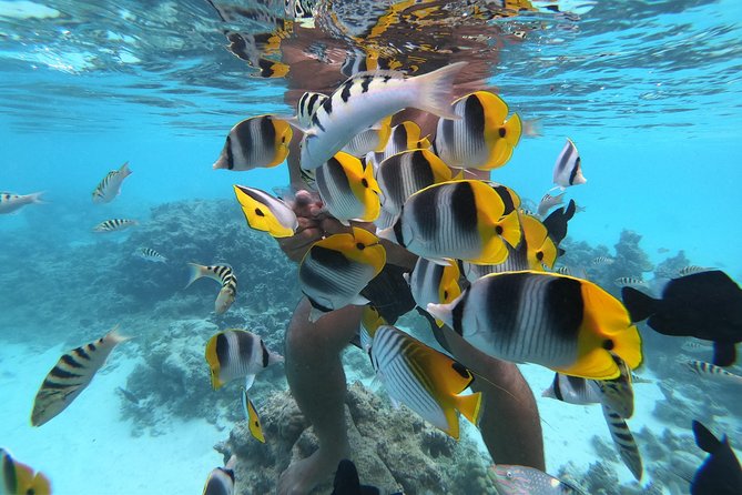 Half Day Snorkeling in Moorea - Looking for spinner dolphins in Opunohu Bay