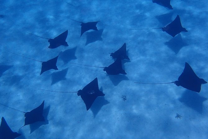 Half day Snorkeling Shared Boat Tour in Bora Bora - Key points to know before booking