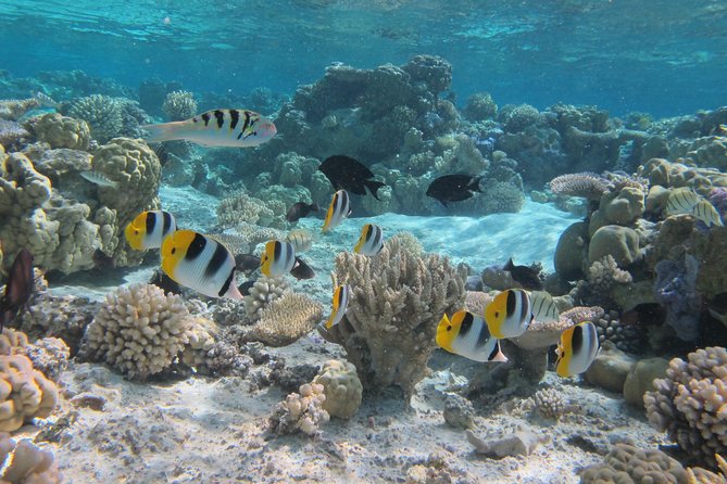 Half day Snorkeling Shared Boat Tour in Bora Bora - Why this three-and-a-half-hour lagoon trip works