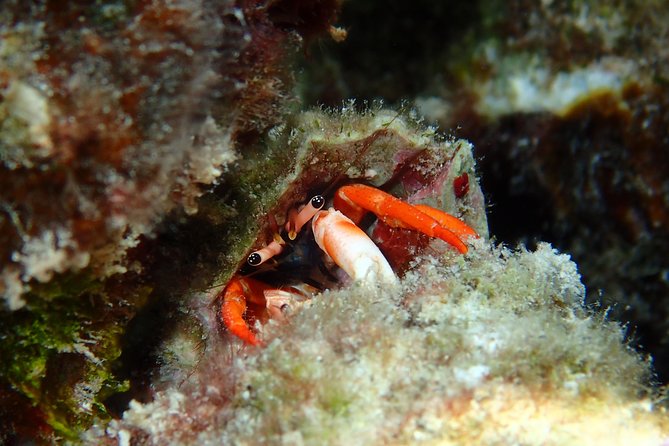 Half day Snorkeling Shared Boat Tour in Bora Bora - The optional fourth stop rewards a flexible schedule