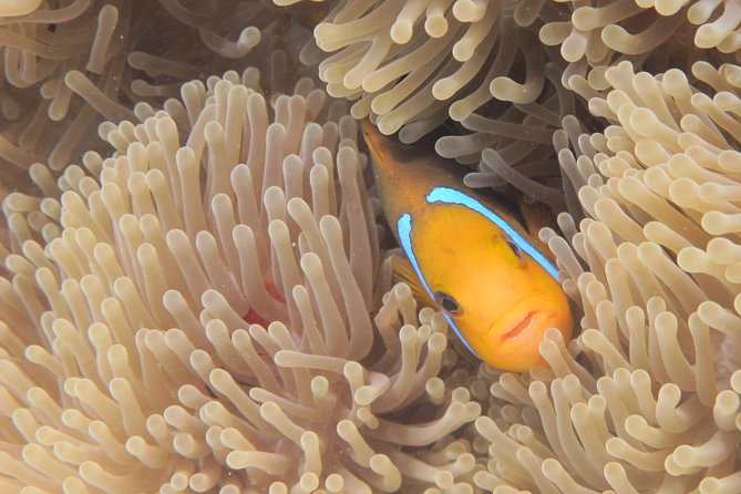 Half day Snorkeling Shared Boat Tour in Bora Bora - Guides make the difference between seeing and understanding