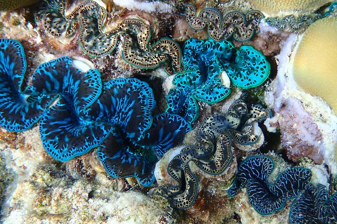 Half day Snorkeling Shared Boat Tour in Bora Bora - Is $130 a fair price?