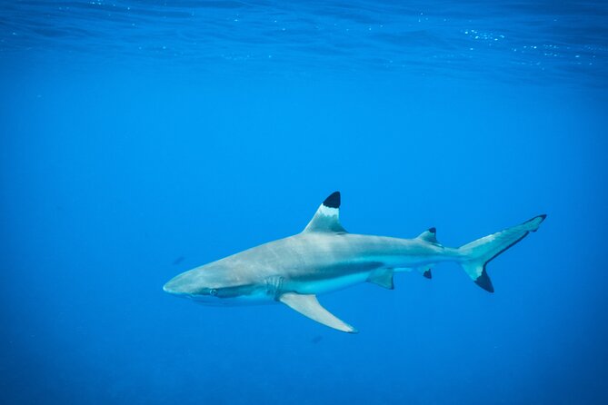 Half-Day Snorkeling Tour in Tahiti - From Papeete Marina to the open water