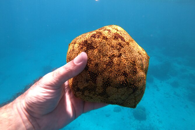 Half-Day Snorkeling Tour in Tahiti - Sapinus Bay and the search for turtles