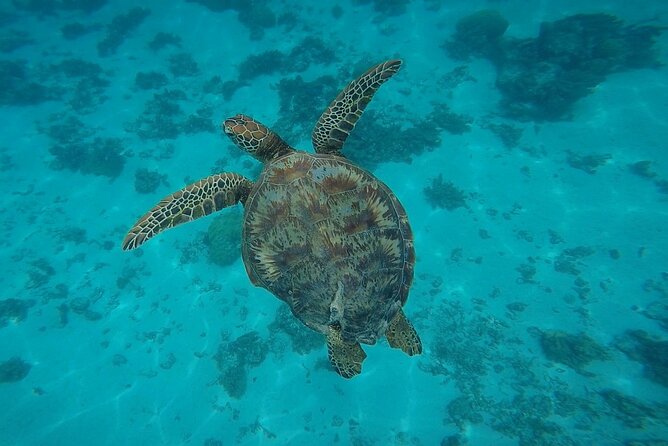 Half Day Tour lagoon discovery marine fauna flora small group - Stop four: turtles and possible leopard rays