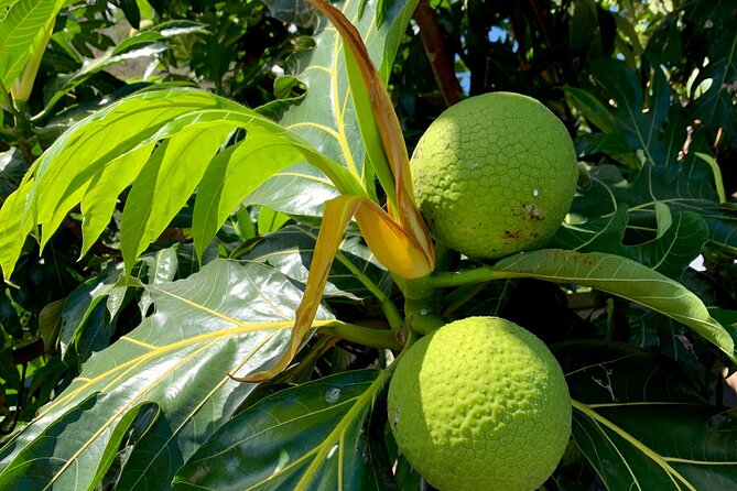 Half-Day Tour of Moorea Island in a Small Group - The agricultural school and Moorea’s fruit culture
