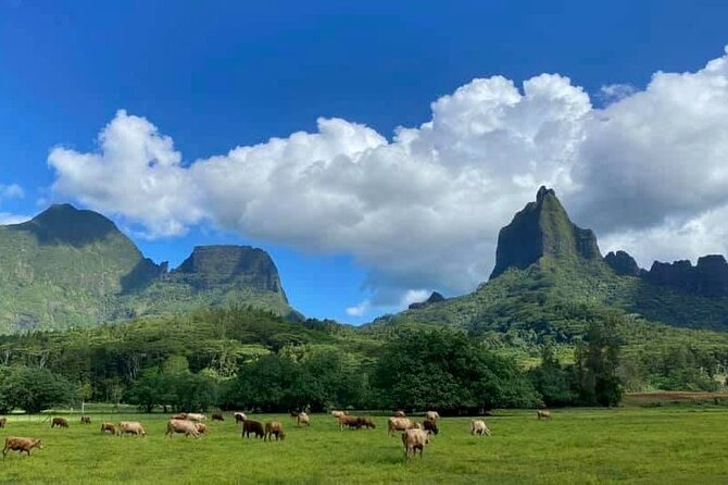 Half-Day Tour of Moorea Island in a Small Group - Rotui fruit juice and local tasting