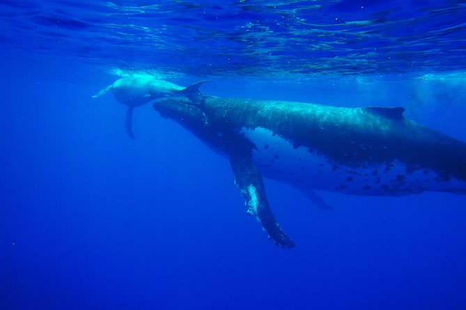 Half day whale tour 4h00 - Key points to know before you book